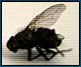 Letní hit: Upalte si svůj hmyz elektricky