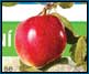 WAGO: Jablečné osvěžení